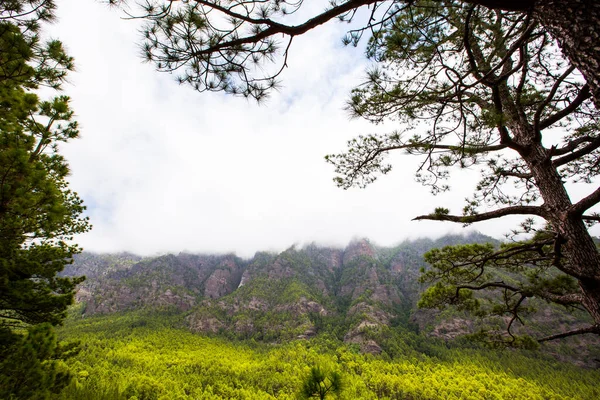 Άνοιξη Στην Cumprecita Caldera Taburiente Νήσος Palma Κανάριοι Νήσοι Ισπανία — Φωτογραφία Αρχείου