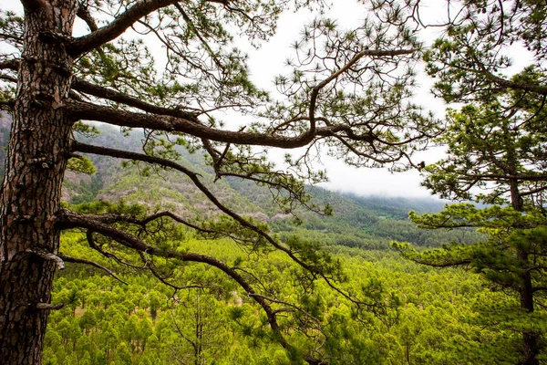 Άνοιξη Στην Cumprecita Caldera Taburiente Νήσος Palma Κανάριοι Νήσοι Ισπανία — Φωτογραφία Αρχείου