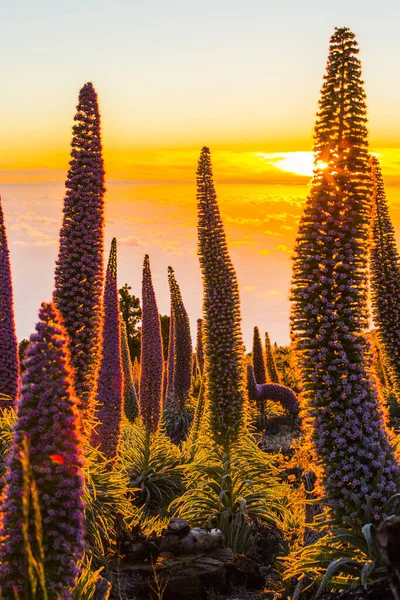 Pôr Sol Entre Tajinastes Caldera Taburiente Palma Island Ilhas Canárias — Fotografia de Stock