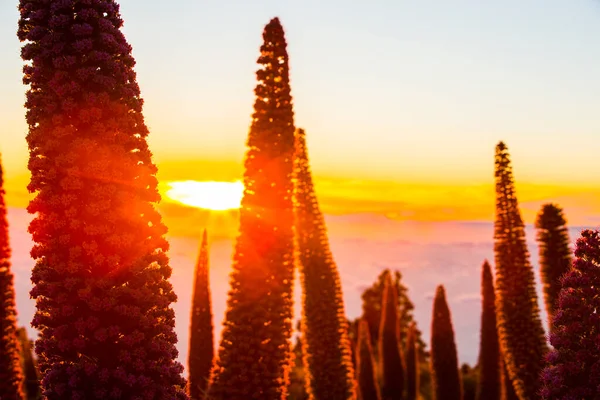 Pôr Sol Entre Tajinastes Caldera Taburiente Palma Island Ilhas Canárias — Fotografia de Stock