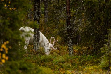 Sonbaharda Kuzey Finlandiya, Laponya 'da ren geyikleri. Avrupa.