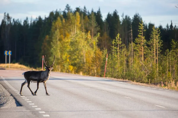 Reindeer in autumn in Lapland, Sweden, Europe.