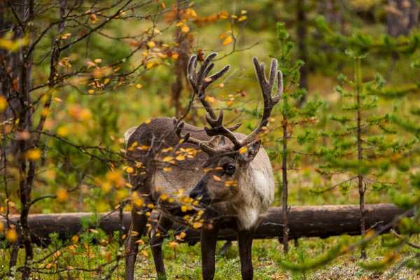 Renifery Jesienią Laponii Północnej Finlandii Europa — Zdjęcie stockowe