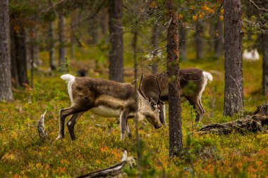 Sonbaharda Kuzey Finlandiya, Laponya 'da ren geyikleri. Avrupa.