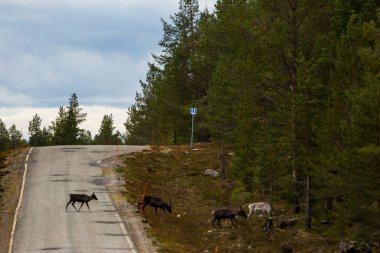 Sonbaharda Kuzey Finlandiya, Laponya 'da ren geyikleri. Avrupa.