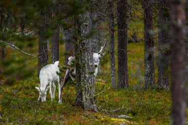 Sonbaharda Kuzey Finlandiya, Laponya 'da ren geyikleri. Avrupa.