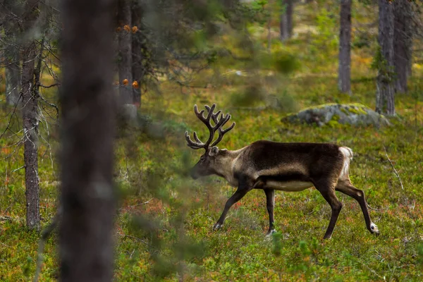 芬兰北部拉普兰秋天的驯鹿 — 图库照片