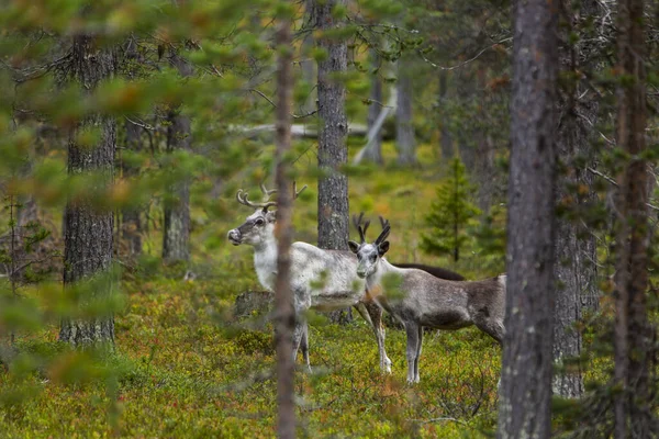 Reindeers Φθινόπωρο Στη Λαπωνία Της Βόρειας Φινλανδίας Ευρώπη — Φωτογραφία Αρχείου