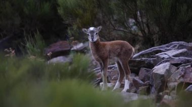 Mouflon ilkbaharda Capcir, Pyrenees, Fransa 'da