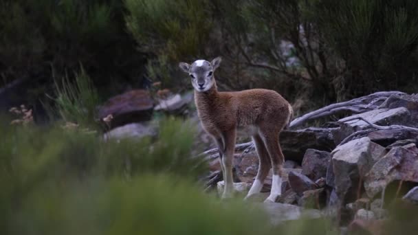 Mouflon Primavera Capcir Pirineos Francia — Vídeos de Stock