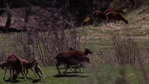 Mouflon Την Άνοιξη Στο Capcir Πυρηναία Γαλλία — Αρχείο Βίντεο