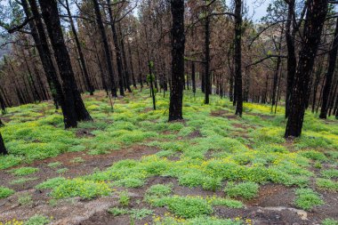 Caldera de Taburiente 'de yanmış orman, La Palma Adası, Kanarya Adaları, İspanya