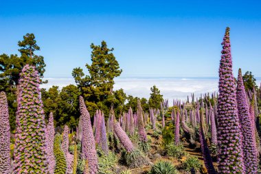 Günbatımı Caldera De Taburiente, La Palma Adası, Kanarya Adaları, İspanya