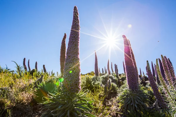 Pôr Sol Entre Tajinastes Caldera Taburiente Palma Island Ilhas Canárias — Fotografia de Stock