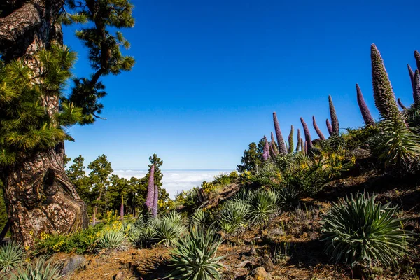 Naplemente Tajinastes Között Caldera Taburiente Palma Sziget Kanári Szigetek Spanyolország — Stock Fotó