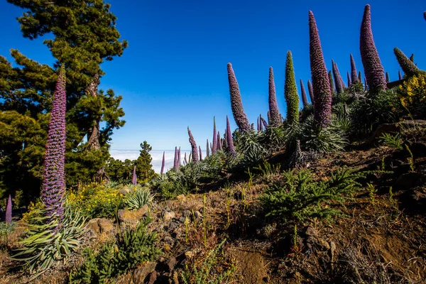 Solnedgång Mellan Tajinastes Caldera Taburiente Palma Island Kanarieöarna Spanien — Stockfoto