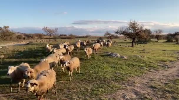 Schafherden Die Den Ländern Des Emporda Girona Katalonien Spanien Wandern — Stockvideo