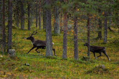 Sonbaharda Kuzey Finlandiya, Laponya 'da ren geyikleri. Avrupa.