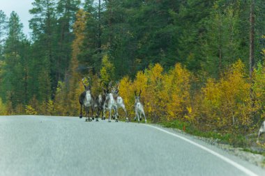 Sonbaharda Kuzey Finlandiya, Laponya 'da ren geyikleri. Avrupa.