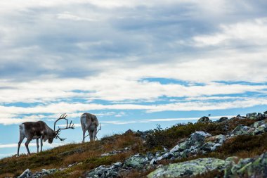 Yllas Pallastunturi Ulusal Parkı, Laponya, Finlandiya 'daki ren geyikleri