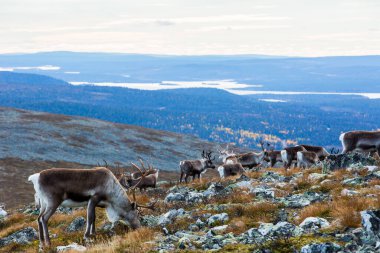 Yllas Pallastunturi Ulusal Parkı, Laponya, Finlandiya 'daki ren geyikleri