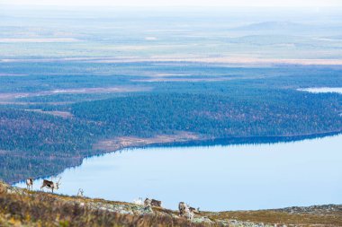 Yllas Pallastunturi Ulusal Parkı, Laponya, Finlandiya 'daki ren geyikleri