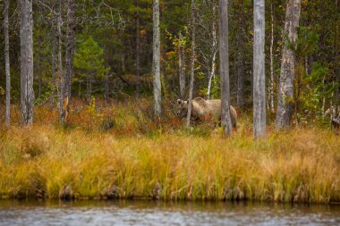 Kahverengi ayı Kuusamo, Laponya, Kuzey Finlandiya