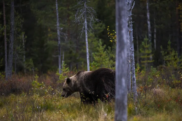 Бурый Медведь Куусамо Лапландия Финляндия — стоковое фото