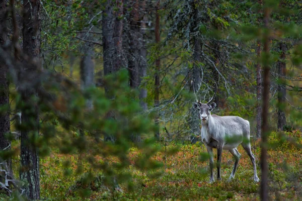 Reindeers Φθινόπωρο Στη Λαπωνία Της Βόρειας Φινλανδίας Ευρώπη — Φωτογραφία Αρχείου