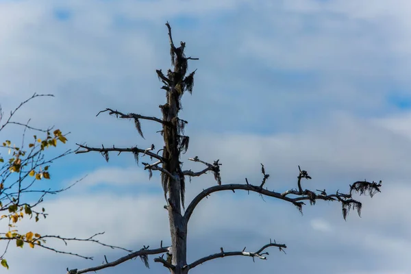 Herfstlandschap Muonio Lapland Finland — Stockfoto