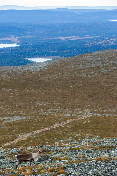 Renas Yllas Pallastunturi National Park Lapland Finlândia — Fotografia de Stock