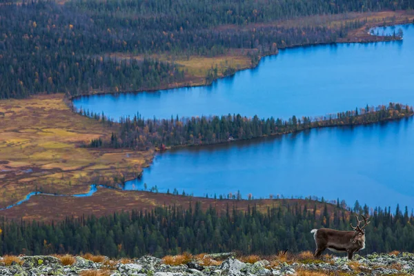 Renar Yllas Pallastunturi Nationalpark Lappland Finland — Stockfoto