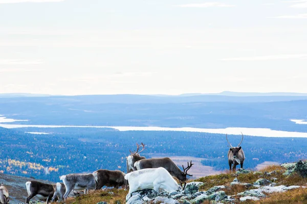 Renas Yllas Pallastunturi National Park Lapland Finlândia — Fotografia de Stock