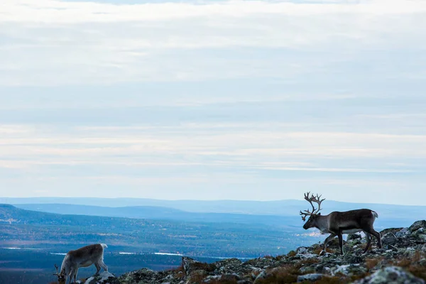 Renas Yllas Pallastunturi National Park Lapland Finlândia — Fotografia de Stock