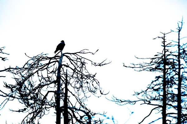 Raven Herfst Lapland Finland — Stockfoto