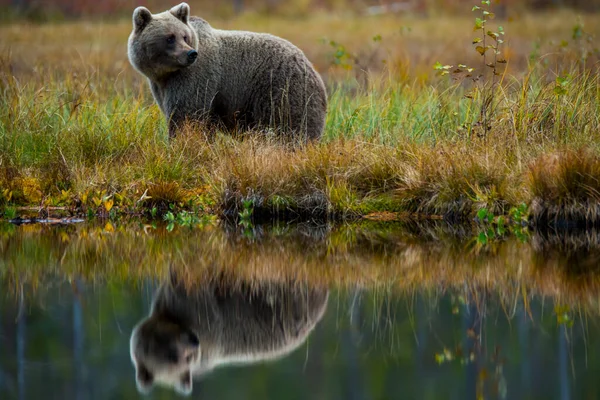 Ursinhos Kuusamo Lapland Finlândia — Fotografia de Stock