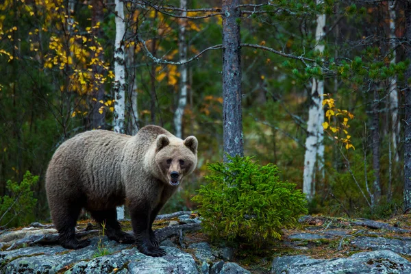 Oso Pardo Kuusamo Laponia Finlandia —  Fotos de Stock