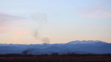 Aiguamolls De L Emporda Doğa Parkında sığırcıkların mırıldanması, İspanya