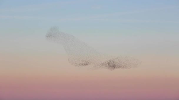 Starlings Murmuration Aiguamolls Emporda Nature Park Spain — Stock Video