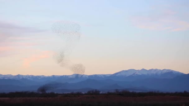 Spreeuwen Murmureren Aiguamolls Emporda Natuurpark Spanje — Stockvideo