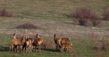 Capcir, Cerdagne, Pyrenees, Fransa 'da gün batımı ve geyikler. 4K UHD