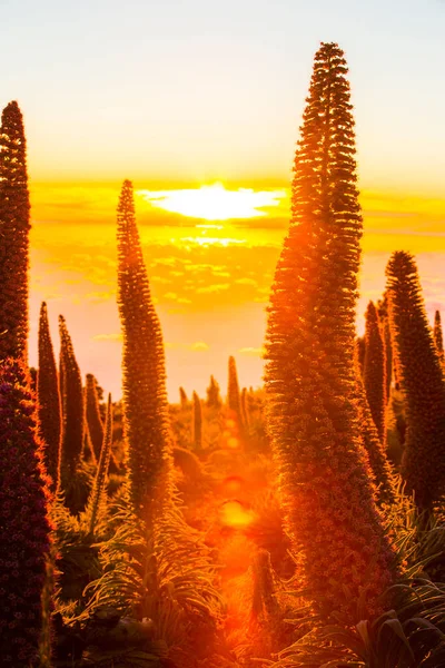 Pôr Sol Entre Tajinastes Caldera Taburiente Palma Island Ilhas Canárias — Fotografia de Stock