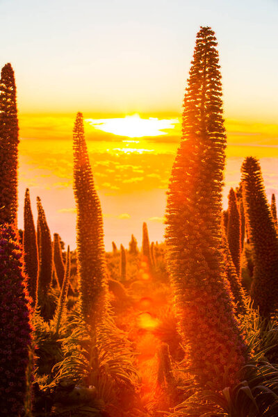 Sunset between Tajinastes in Caldera De Taburiente, La Palma Island, Canary Islands, Spain