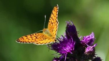 Fransa 'nın Eyne şehrinde yazın kelebek ve çiçek sahnesi