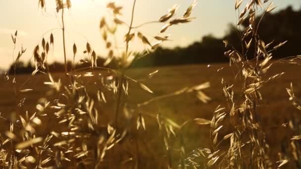 スペイン バルセロナのイグアラダの夏の穀物畑の間の若い女性 — ストック動画