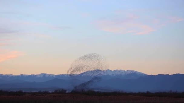 Mordet Starlings Aiguamolls Emporda Nature Park Spanien — Stockvideo