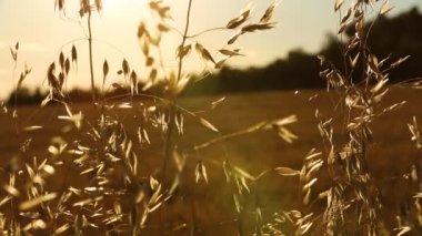 Igualada, Barcelona, İspanya 'da yaz tahıl tarlaları arasında genç bir kadın.