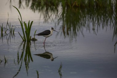 Aiguamolls De L 'Emporda Doğa Koruma Alanında (Himantopus Himantopus) kara kanatlı stilt, İspanya