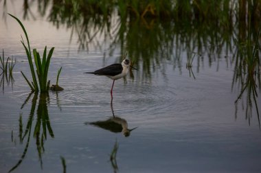 Aiguamolls De L 'Emporda Doğa Koruma Alanında (Himantopus Himantopus) kara kanatlı stilt, İspanya