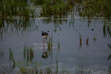 Aiguamolls De L 'Emporda Doğa Koruma Alanında (Himantopus Himantopus) kara kanatlı stilt, İspanya